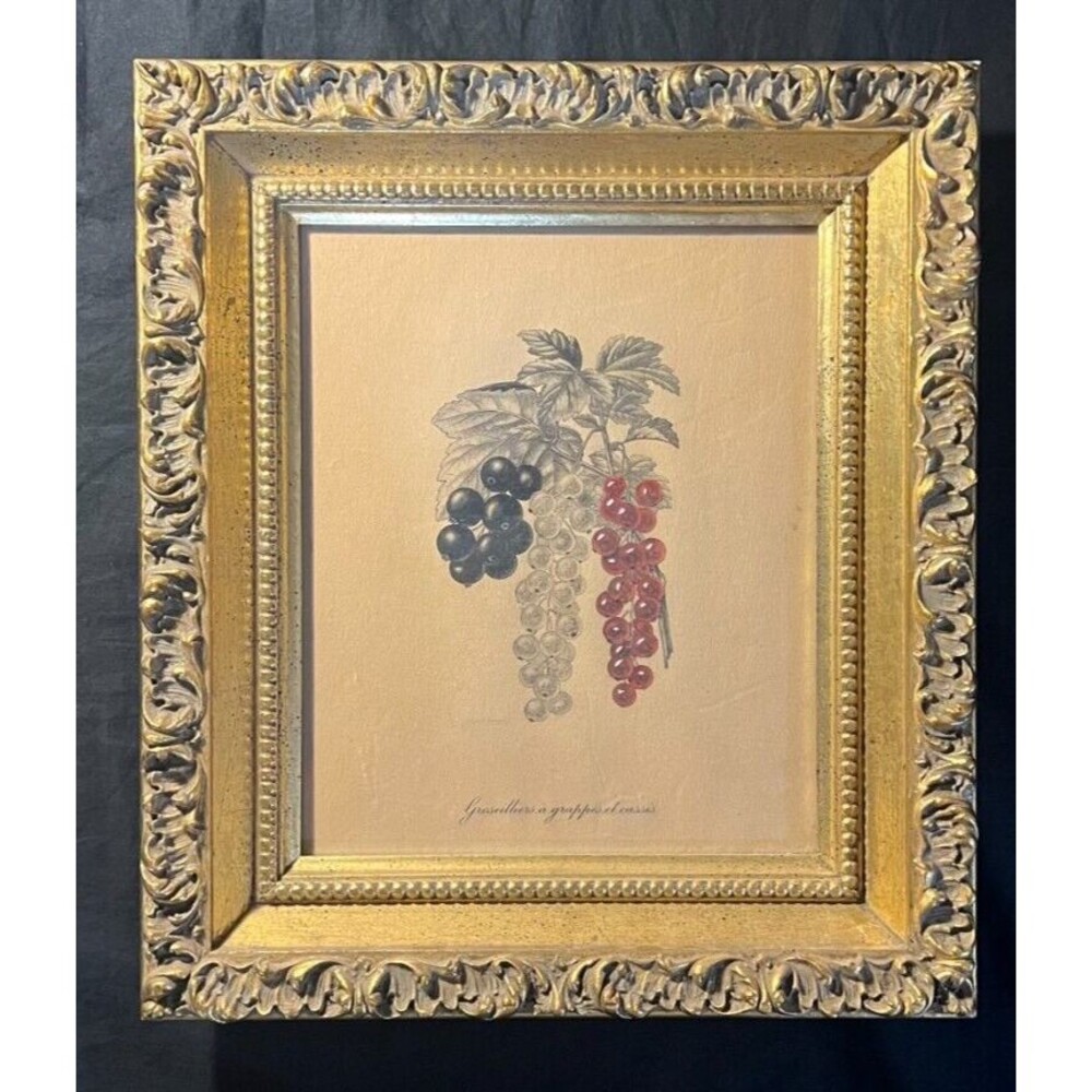 Hand Colored Lithograph G. Severeyns Groseilliers I Grappes Et Cassis Gold Frame